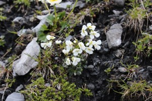 arabis pumila (1200 x 800)